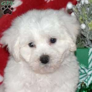 Atlas, Bichon Frise Puppy