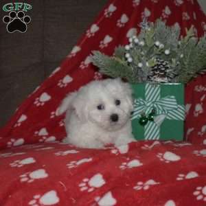 Atlas, Bichon Frise Puppy