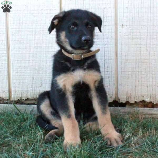 Atticus, German Shepherd Puppy