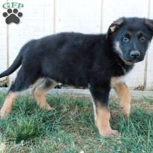 Atticus, German Shepherd Puppy