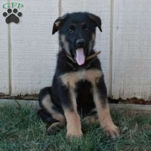 Atticus, German Shepherd Puppy