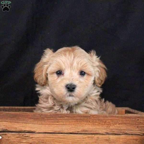 Atticus, Maltipoo Puppy