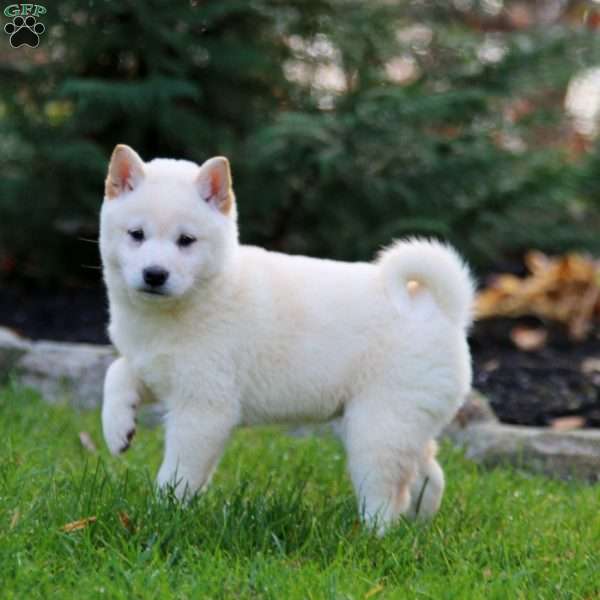 Audrey, Shiba Inu Puppy