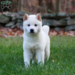 Audrey, Shiba Inu Puppy