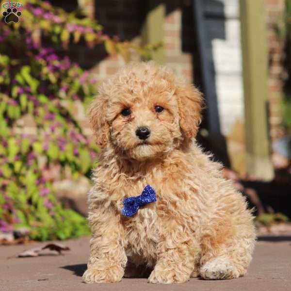 Austin, Maltipoo Puppy