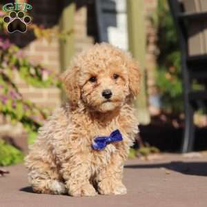 Austin, Maltipoo Puppy