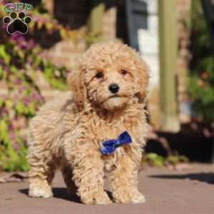 Austin, Maltipoo Puppy