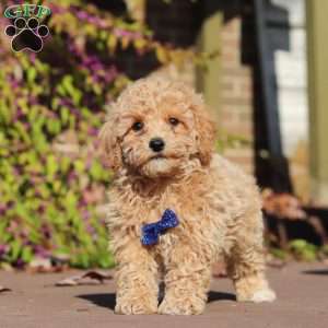 Austin, Maltipoo Puppy