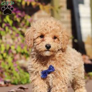 Austin, Maltipoo Puppy