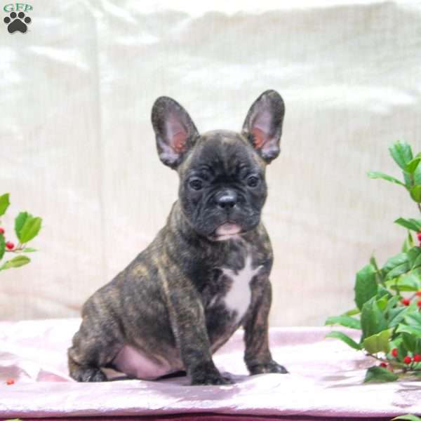 Austin, Frenchton Puppy