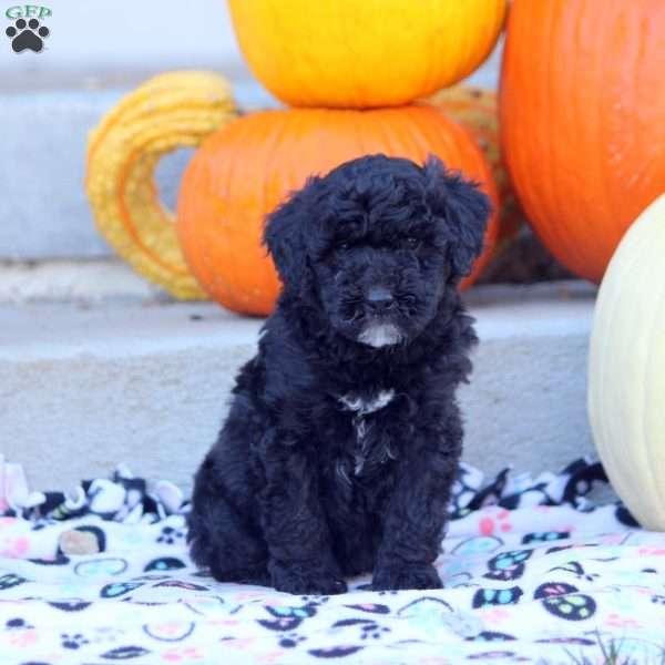 Austin, Mini Labradoodle Puppy