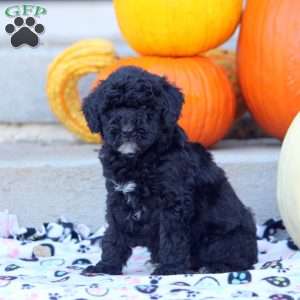 Austin, Mini Labradoodle Puppy