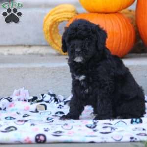 Austin, Mini Labradoodle Puppy