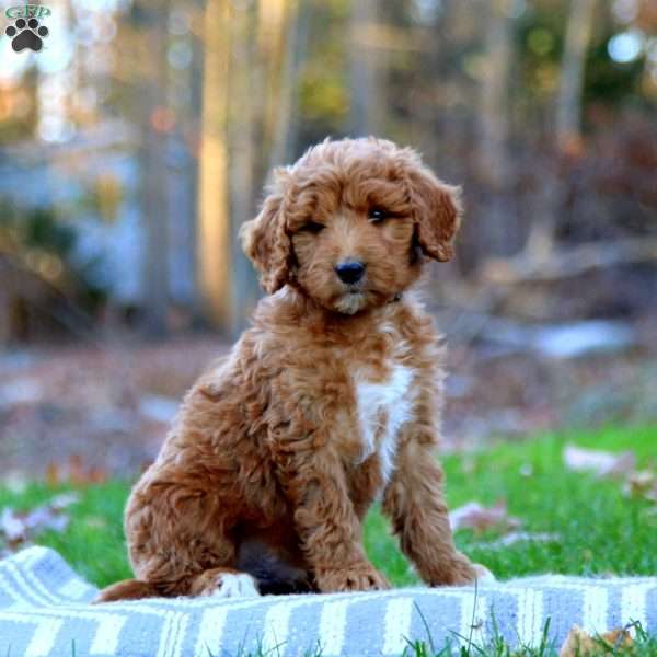 Austin, Mini Goldendoodle Puppy