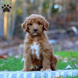 Austin, Mini Goldendoodle Puppy