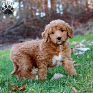 Austin, Mini Goldendoodle Puppy