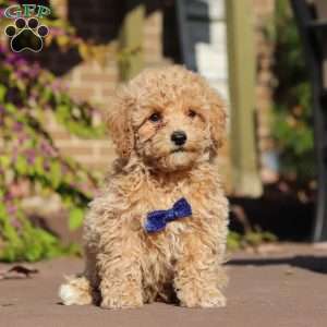 Austin, Maltipoo Puppy