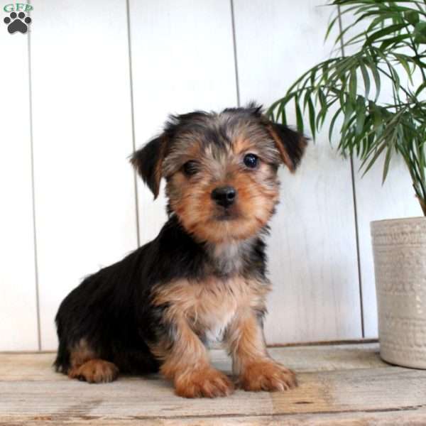 Autumn, Yorkie Puppy