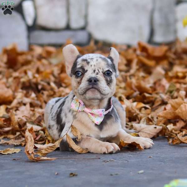 Ava, French Bulldog Puppy