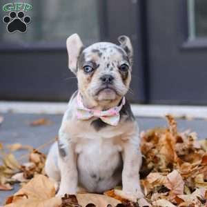 Ava, French Bulldog Puppy