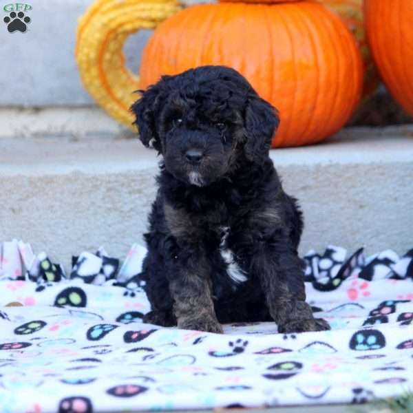 Ava, Mini Labradoodle Puppy