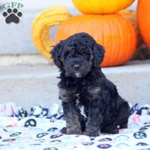 Ava, Mini Labradoodle Puppy