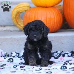 Ava, Mini Labradoodle Puppy