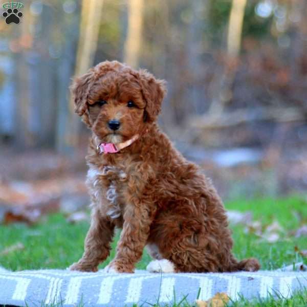 Ava, Mini Goldendoodle Puppy