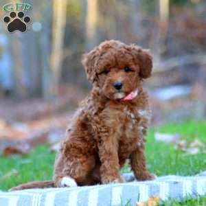 Ava, Mini Goldendoodle Puppy