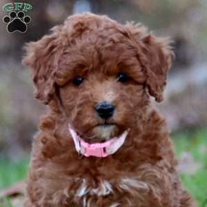 Ava, Mini Goldendoodle Puppy