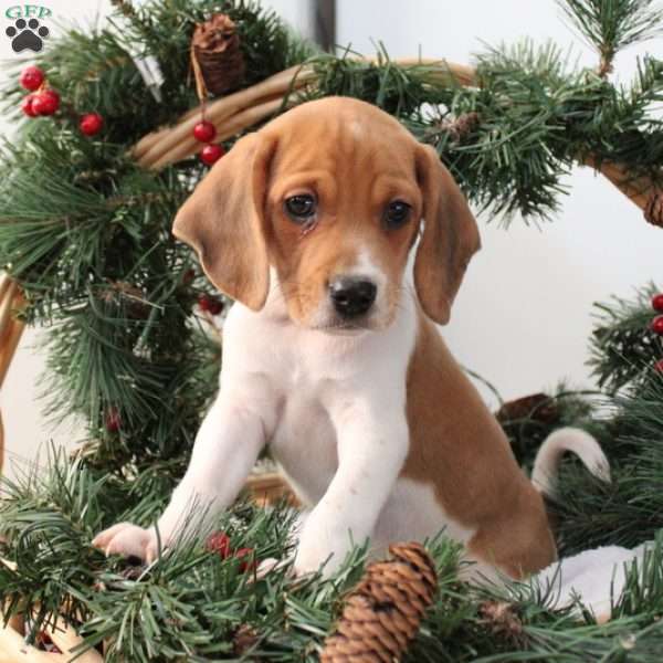 Axel, Jack Russell Mix Puppy