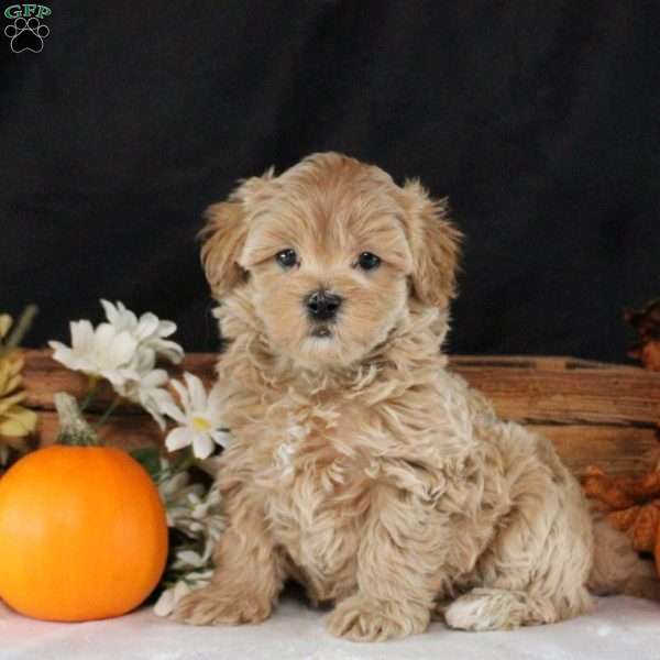 Azara, Maltipoo Puppy