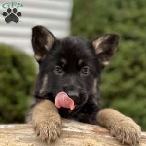 Nikita, German Shepherd Puppy