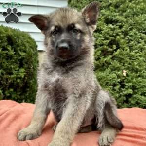 Smoke, German Shepherd Puppy