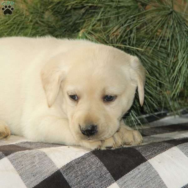 Dolly, Yellow Labrador Retriever Puppy