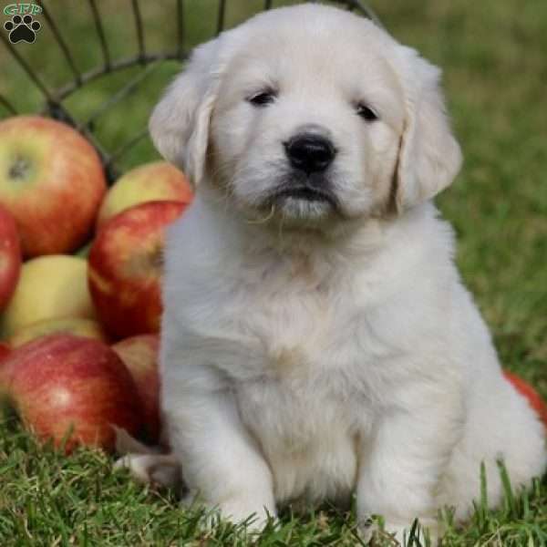 Marble, English Cream Golden Retriever Puppy