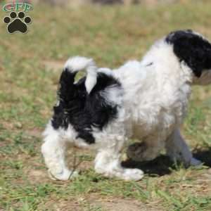 Midnight, Mini Labradoodle Puppy