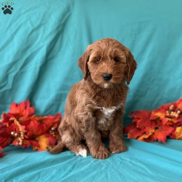 Autumn, Mini Goldendoodle Puppy