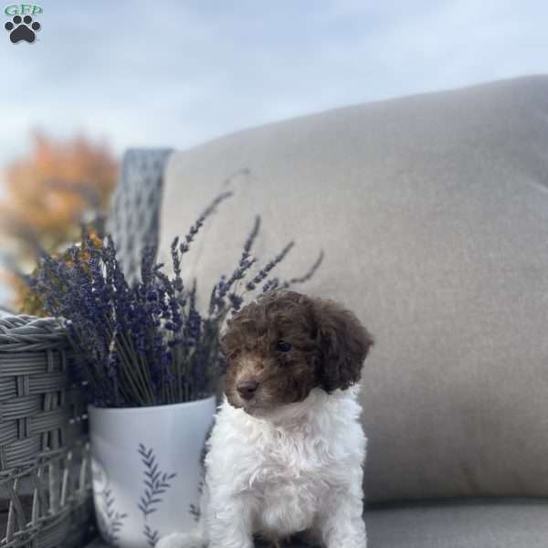 Rover, Maltipoo Puppy