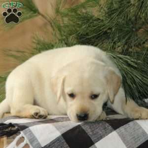 Scout, Yellow Labrador Retriever Puppy