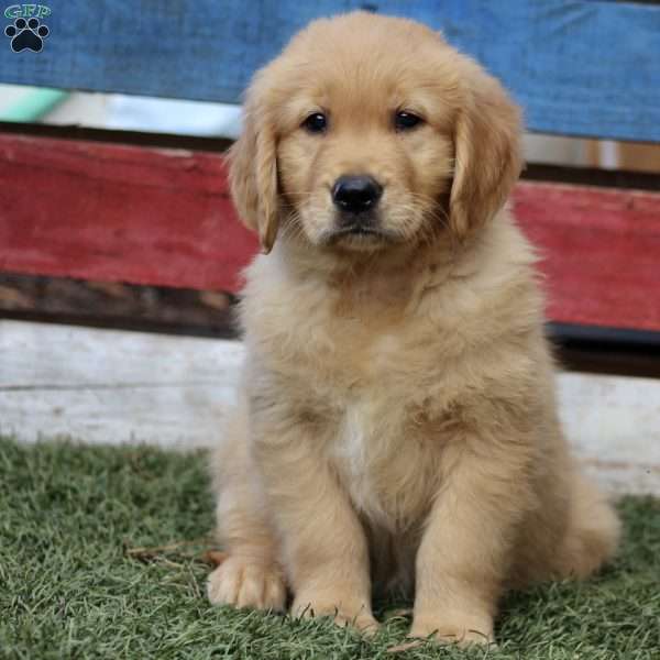 Toby, Golden Retriever Puppy