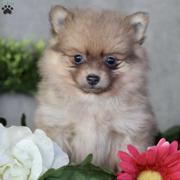 Lizzie, Pomeranian Puppy