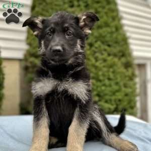 Copy of Smoke, German Shepherd Puppy