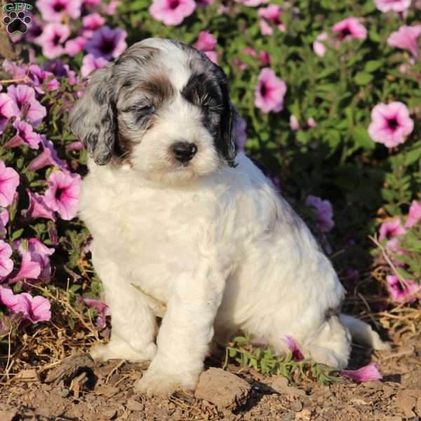 Bubbles, Cockapoo Puppy