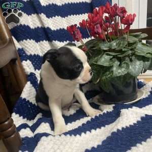 Benny, Boston Terrier Puppy