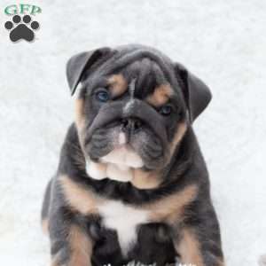 Prestige, English Bulldog Puppy