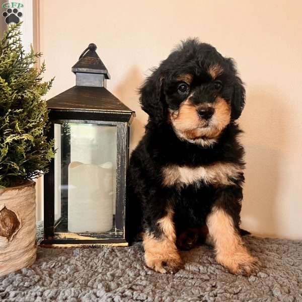 Baby Ruth, Mini Bernedoodle Puppy