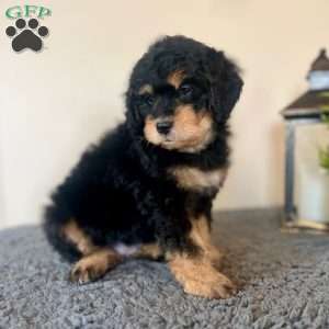 Baby Ruth, Mini Bernedoodle Puppy