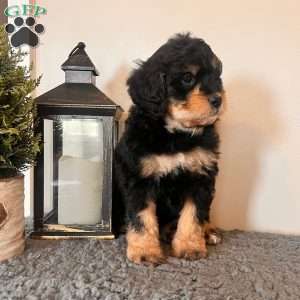 Baby Ruth, Mini Bernedoodle Puppy