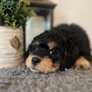 Baby Ruth, Mini Bernedoodle Puppy